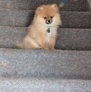 Meet your Posher, Donna